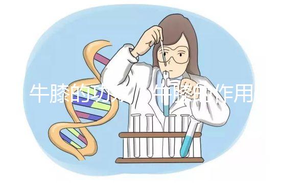 牛膝的功效（牛膝的作用與用途）