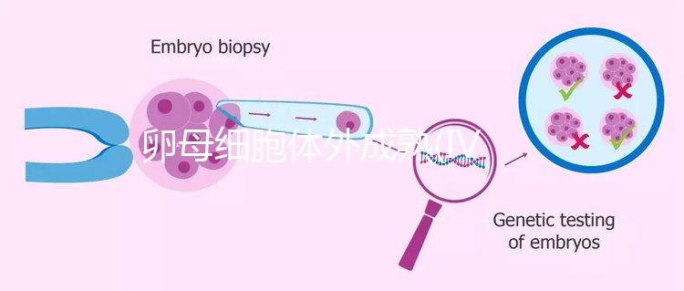 卵母細(xì)胞體外成熟(IVM)科普，不熟卵子未完的緣分