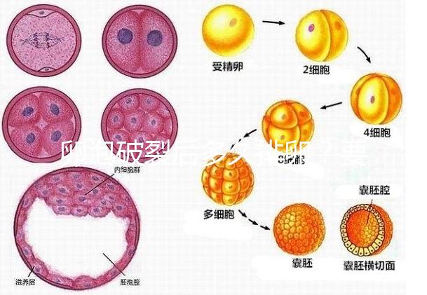 卵泡破裂后多久排卵？要想受孕更容易，這個(gè)時(shí)間別錯(cuò)過(guò)！