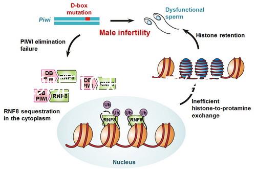 取卵后10天會(huì)來(lái)月經(jīng)嗎?快拿小本本記好準(zhǔn)確時(shí)間