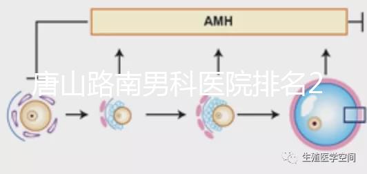 唐山路南男科醫院排名2024，精度高，成本低...