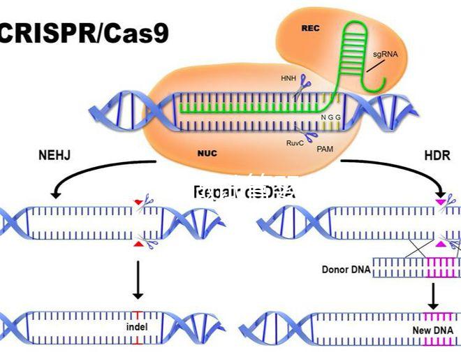 在新加坡做試管嬰兒要多少錢，和馬來西亞的價格差別不大