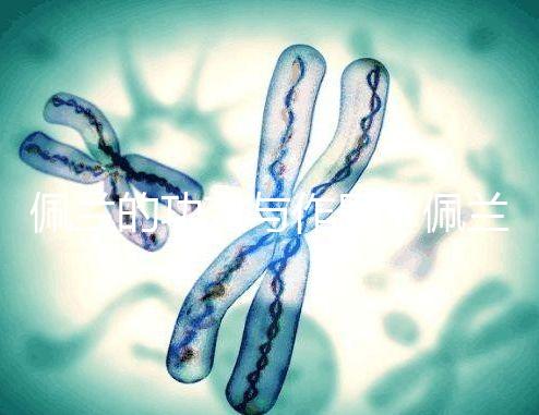 佩蘭的功效與作用（佩蘭去寒濕還是濕熱）