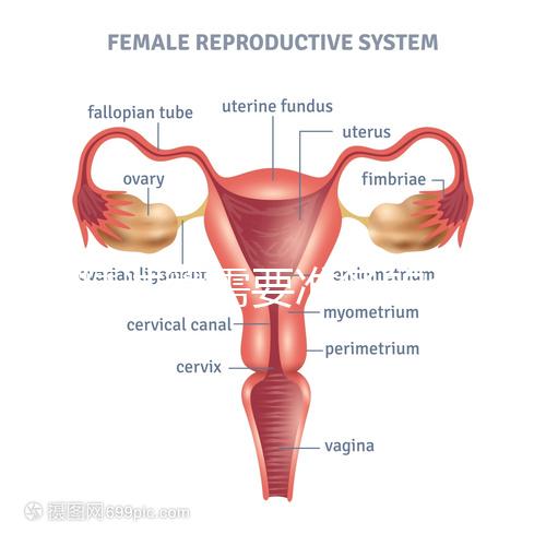 供精試管需要準備的資料一覽，除結(jié)婚證外這些也必不可少