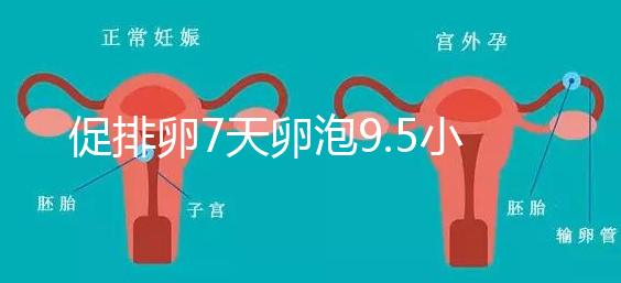 促排卵7天卵泡9.5小不難說,短方案至少長(zhǎng)到這個(gè)數(shù)字