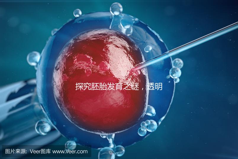 探究胚胎發(fā)育之謎，透明帶出現(xiàn)和消失時(shí)間有規(guī)律