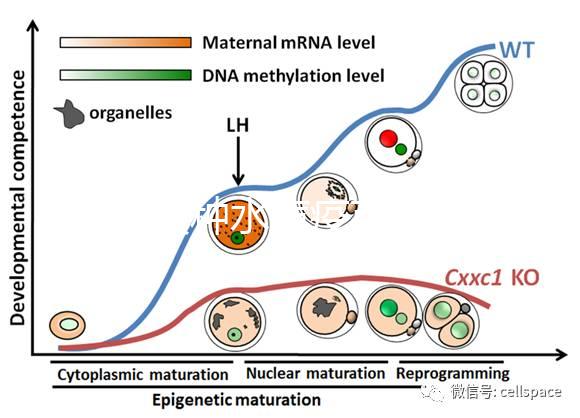 寶寶接種水痘疫苗后≠100%安全，不知道怎么辦看這3點(diǎn)
