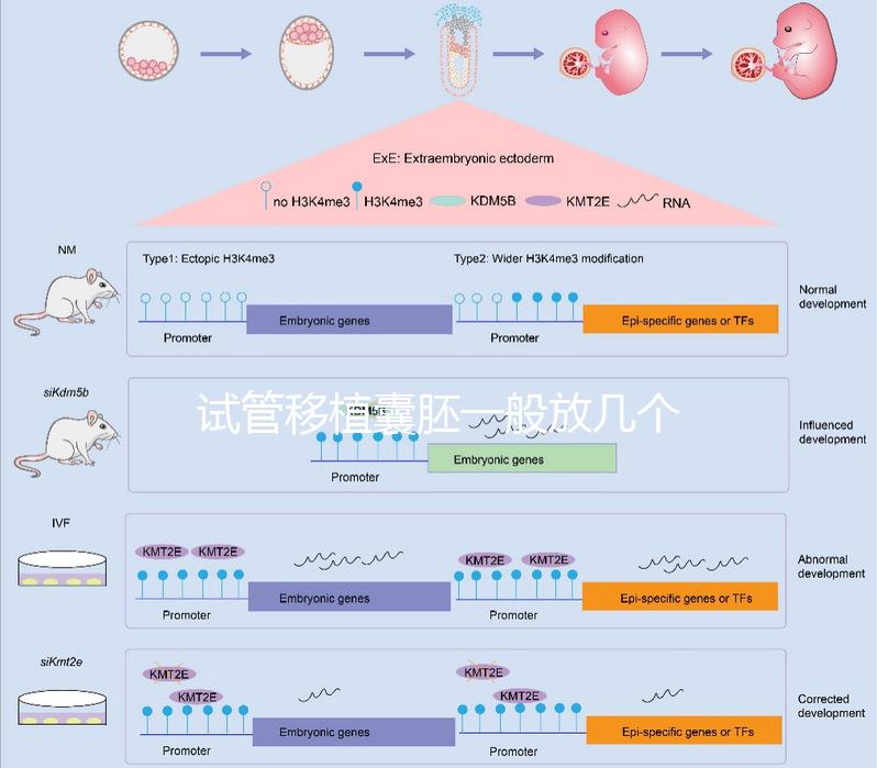 試管移植囊胚一般放幾個(gè)