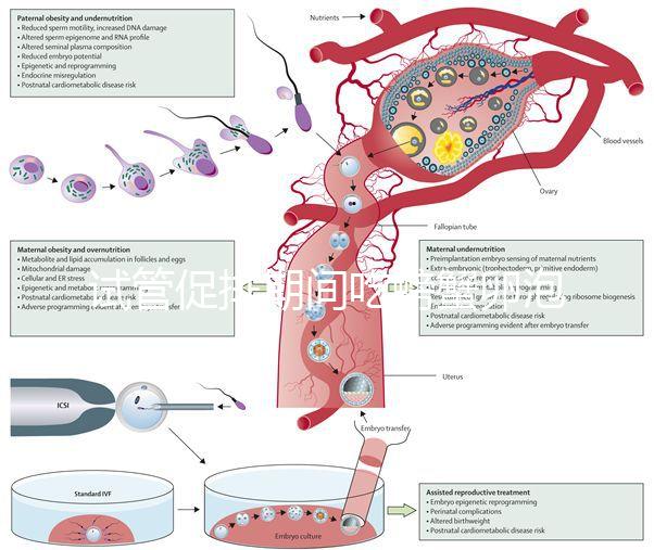 試管促排期間吃螃蟹卵泡不長了？食用后究竟會怎樣一看便知