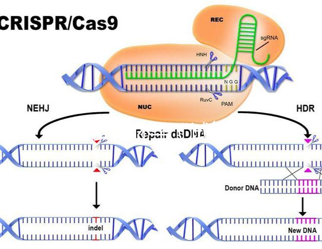 試管嬰兒懷孕(試管嬰兒懷孕時間怎么計算)