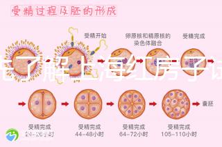 預先了解上海紅房子試管建檔流程，最快當天可定方案