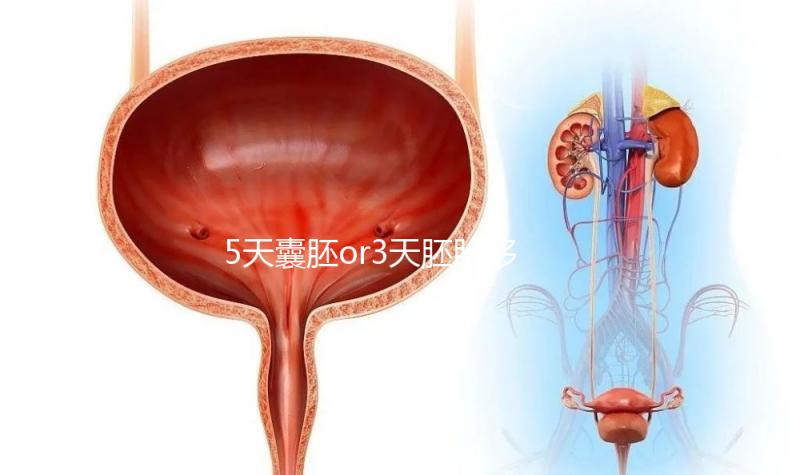 5天囊胚or3天胚胎移植哪個(gè)好看這，一文說清二者區(qū)別